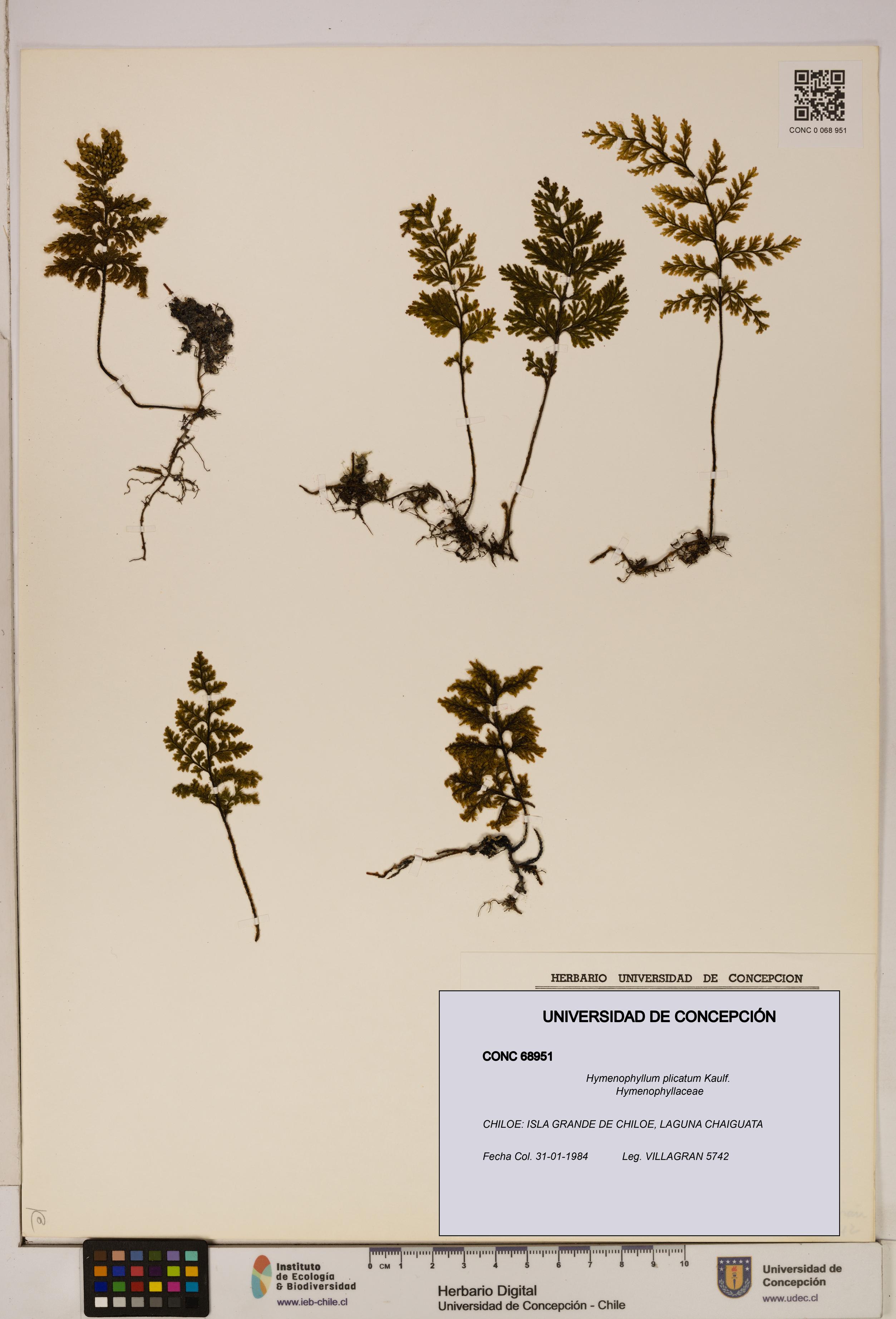 Hymenophyllum plicatum [Espécimen: ]