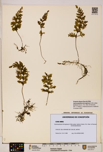 Hymenophyllum ferrugineum [Espécimen: UDEC:CONC:0068952]