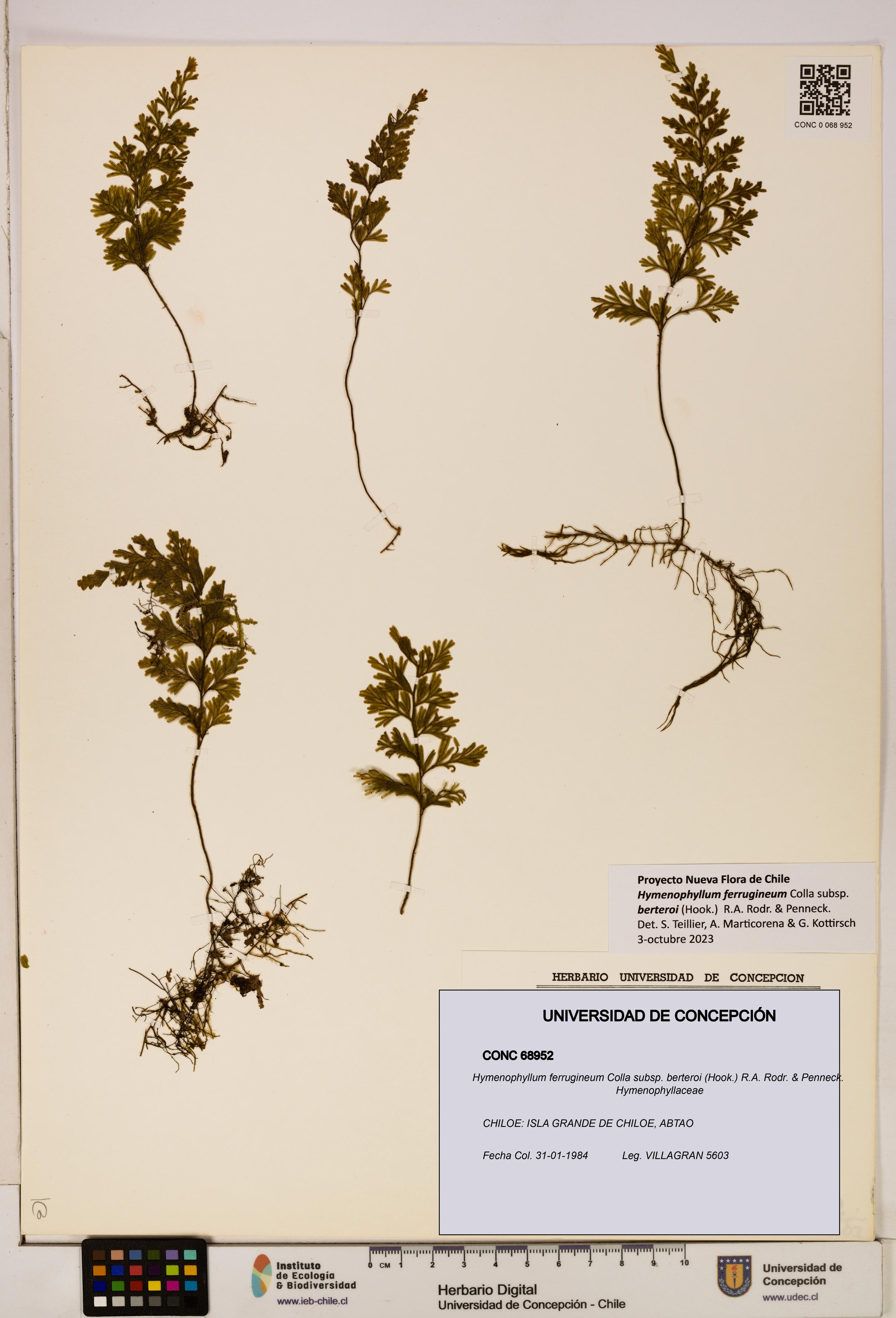 Hymenophyllum ferrugineum [Espécimen: UDEC:CONC:0068952]