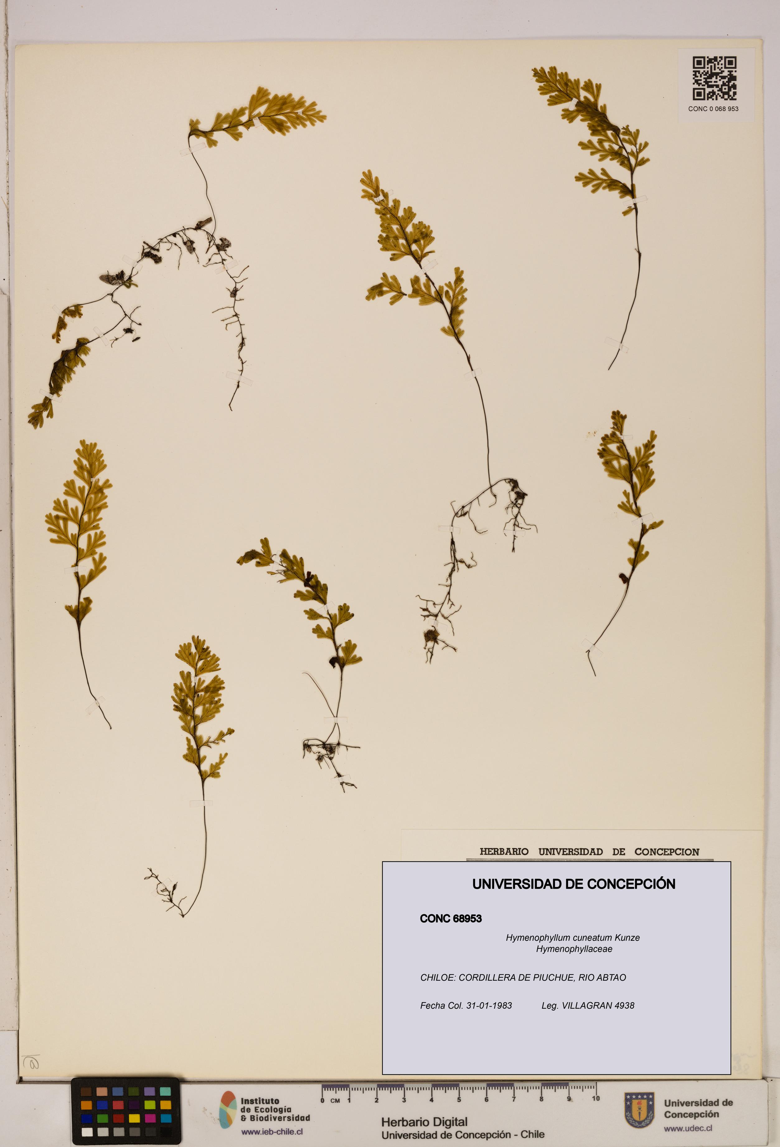 Hymenophyllum cuneatum [Espécimen: UDEC:CONC:0068953]