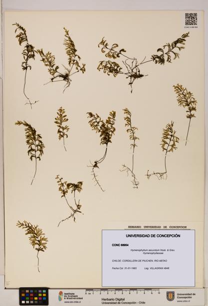 Hymenophyllum secundum [Espécimen: ]