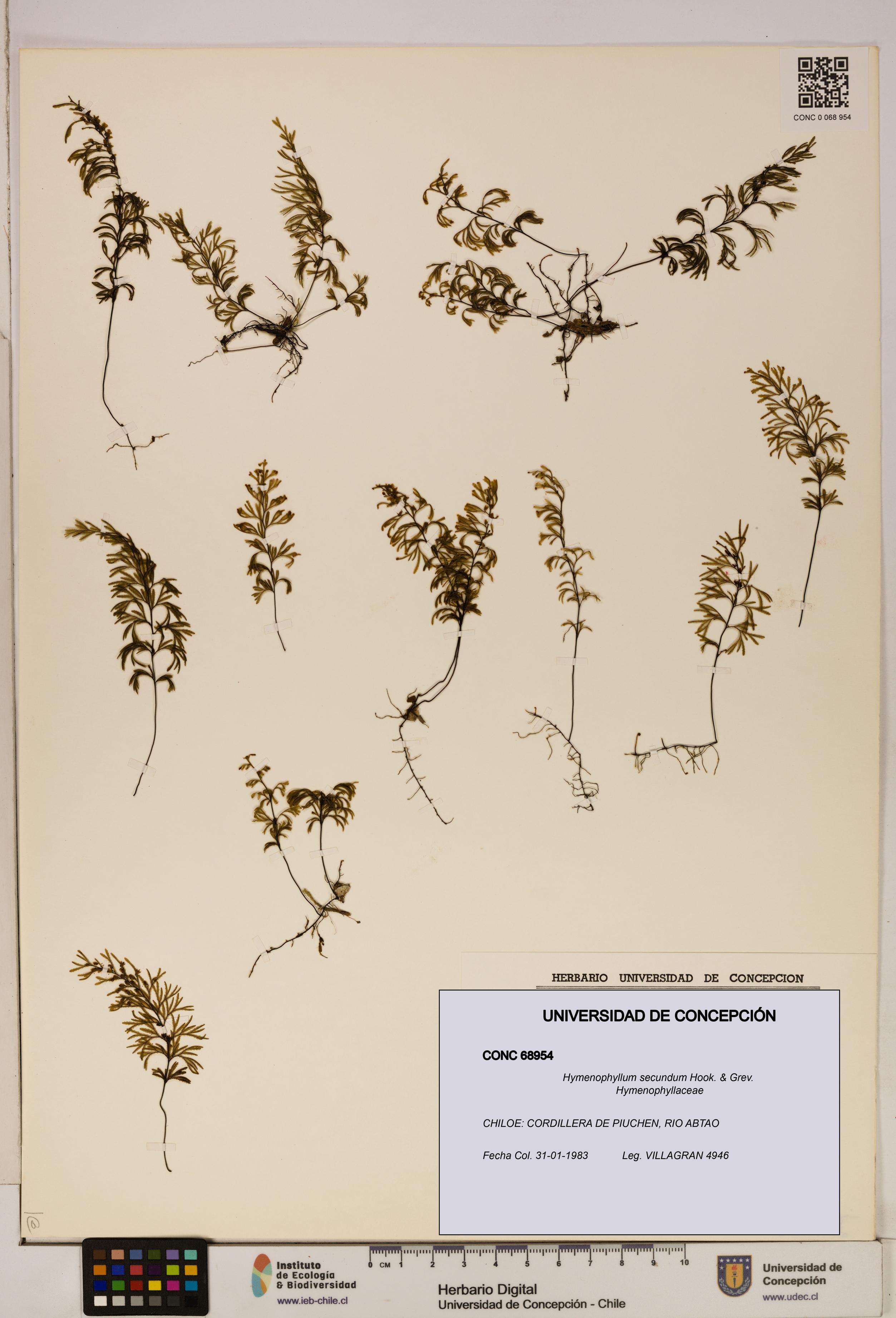 Hymenophyllum secundum [Espécimen: ]
