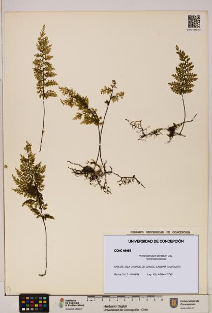 Hymenophyllum dentatum [Espécimen: UDEC:CONC:0068955]