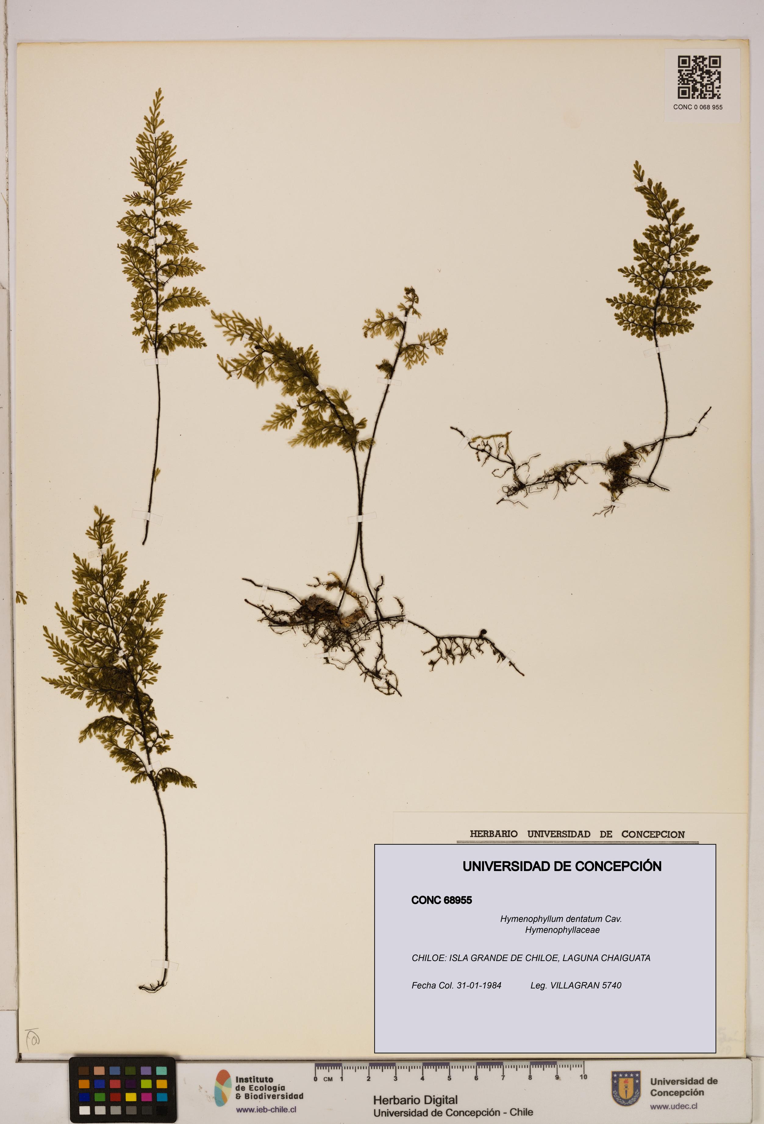 Hymenophyllum dentatum [Espécimen: UDEC:CONC:0068955]