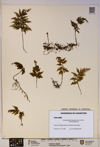 Hymenophyllum tortuosum [Espécimen: ]