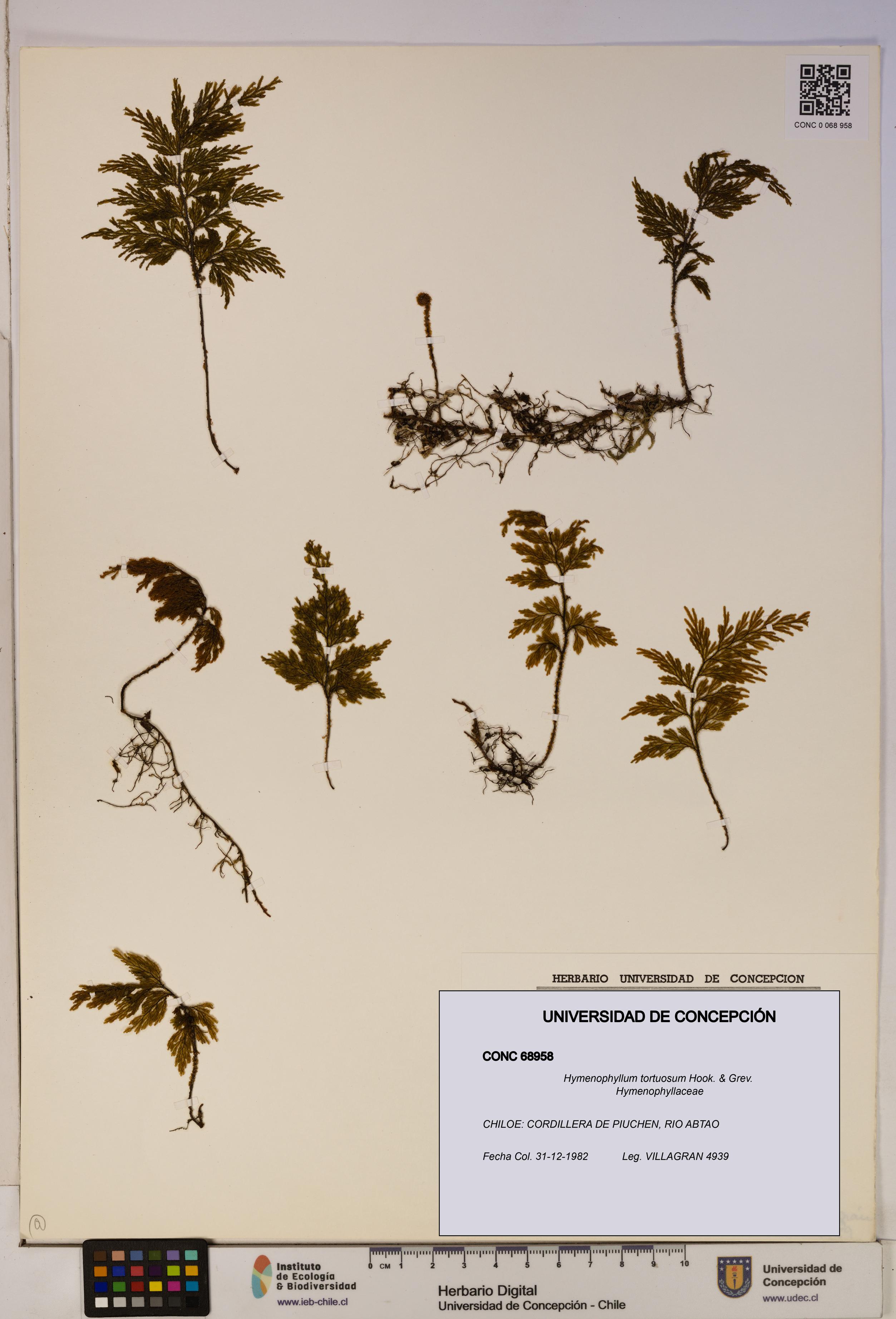 Hymenophyllum tortuosum [Espécimen: ]