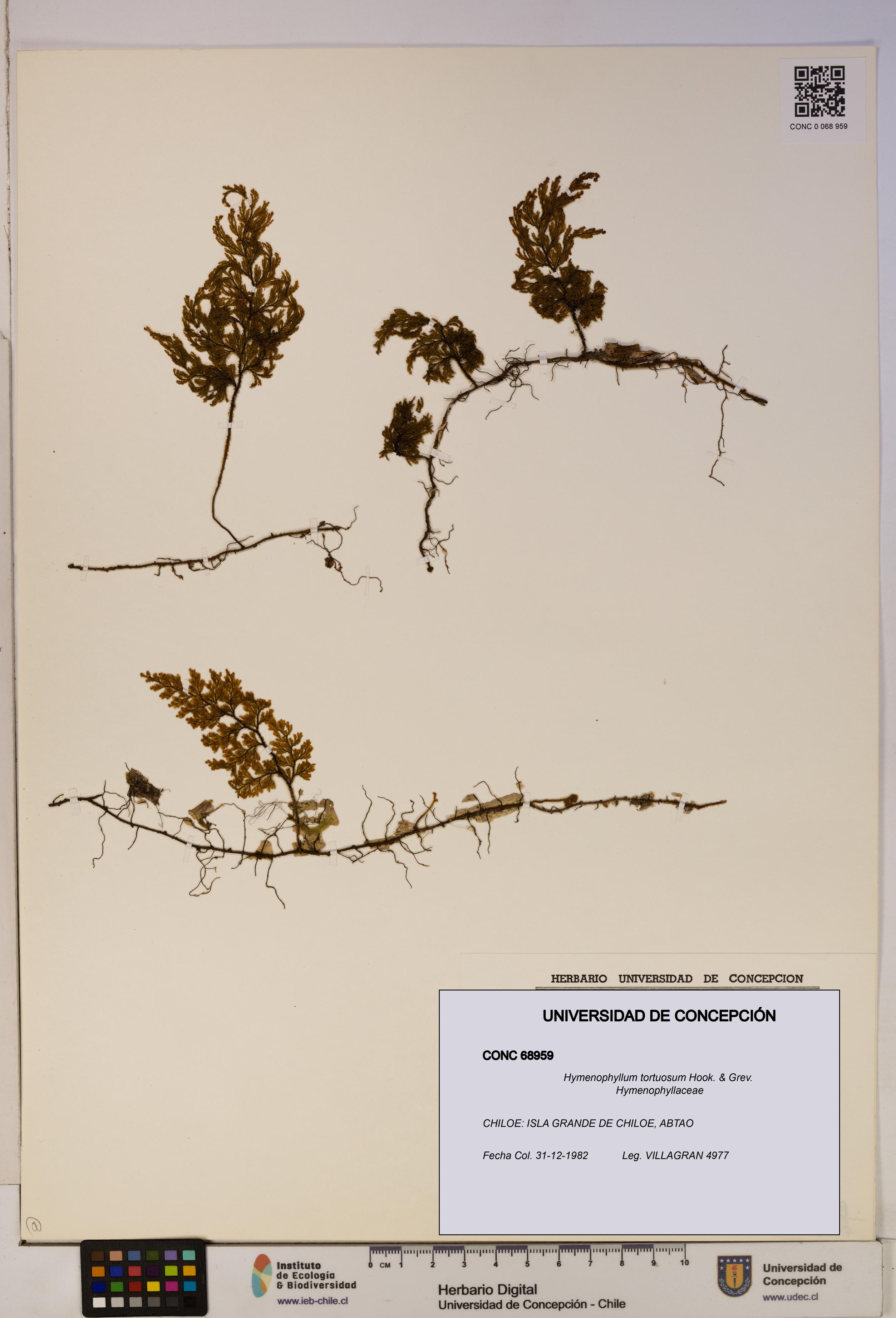 Hymenophyllum tortuosum [Espécimen: ]