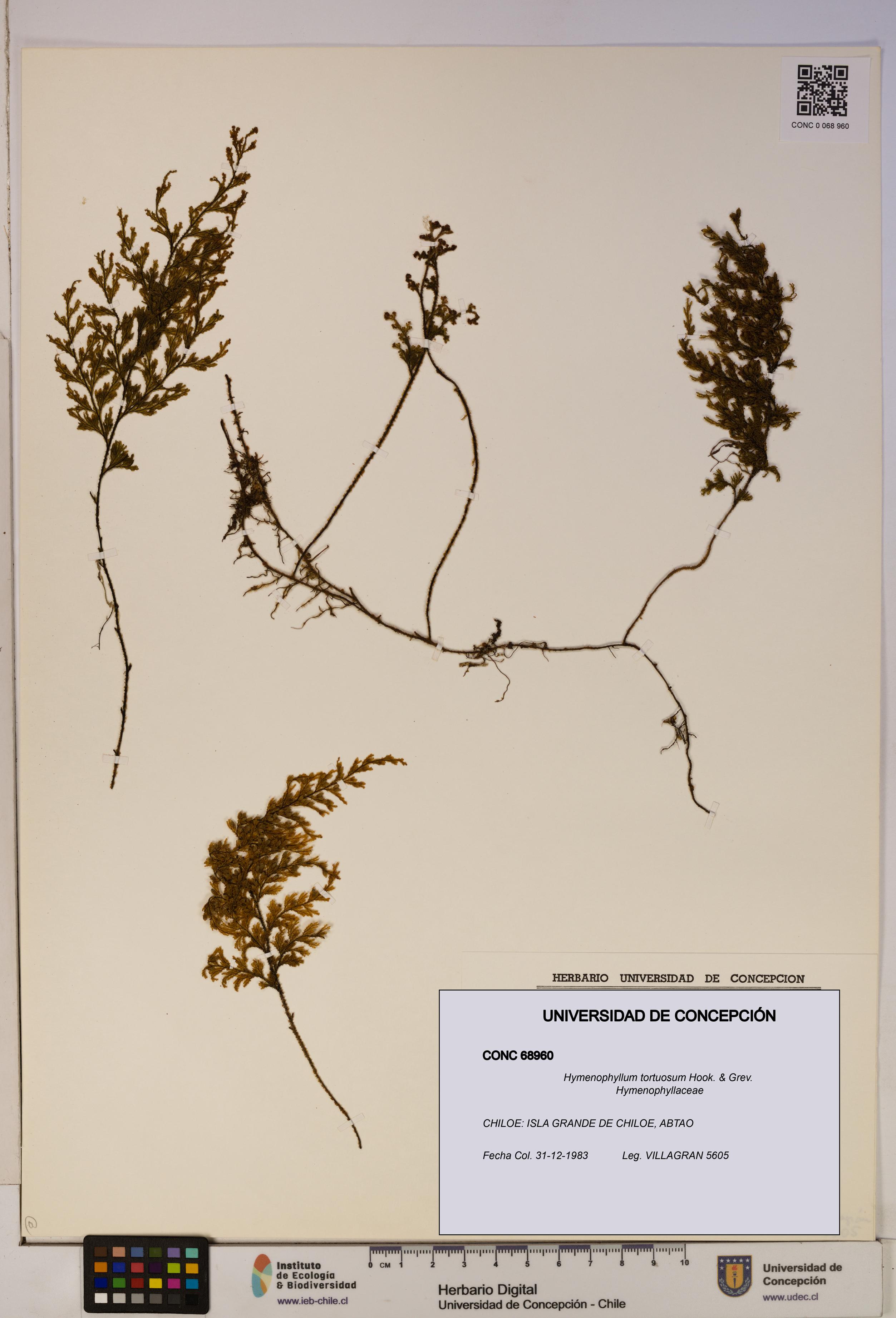 Hymenophyllum tortuosum [Espécimen: ]