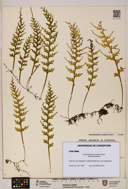 Hymenophyllum caudatum [Espécimen: UDEC:CONC:0068964]