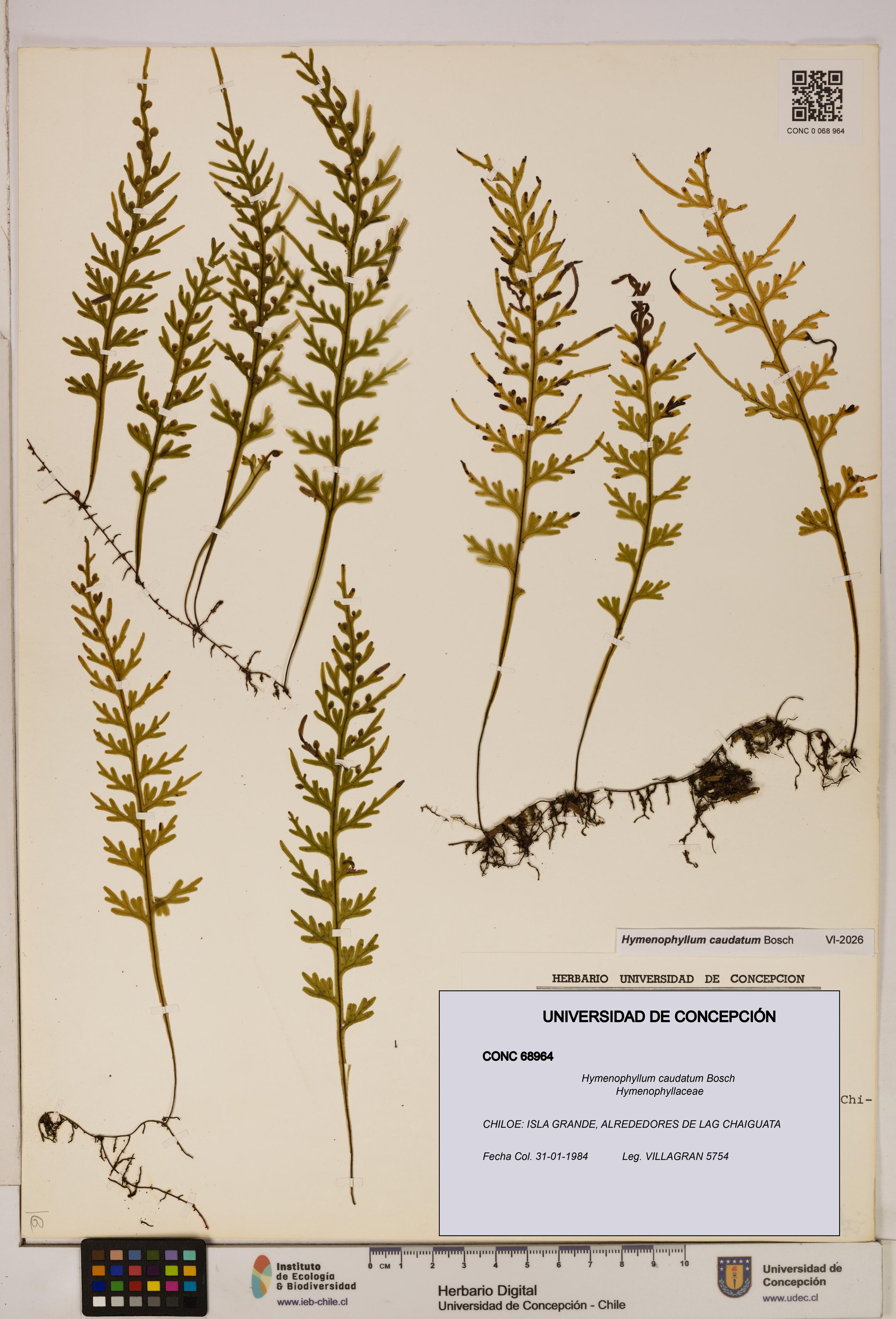 Hymenophyllum caudatum [Espécimen: UDEC:CONC:0068964]