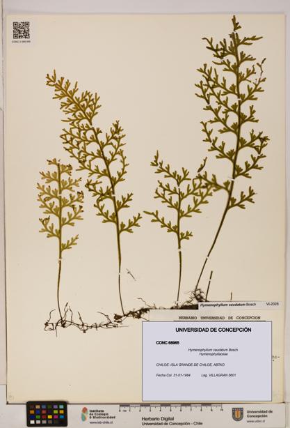 Hymenophyllum caudatum [Espécimen: UDEC:CONC:0068965]