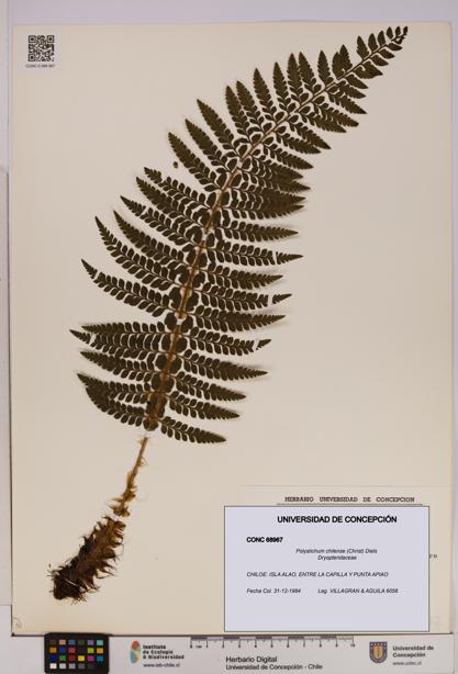 Polystichum chilense [Espécimen: UDEC:CONC:0068967]