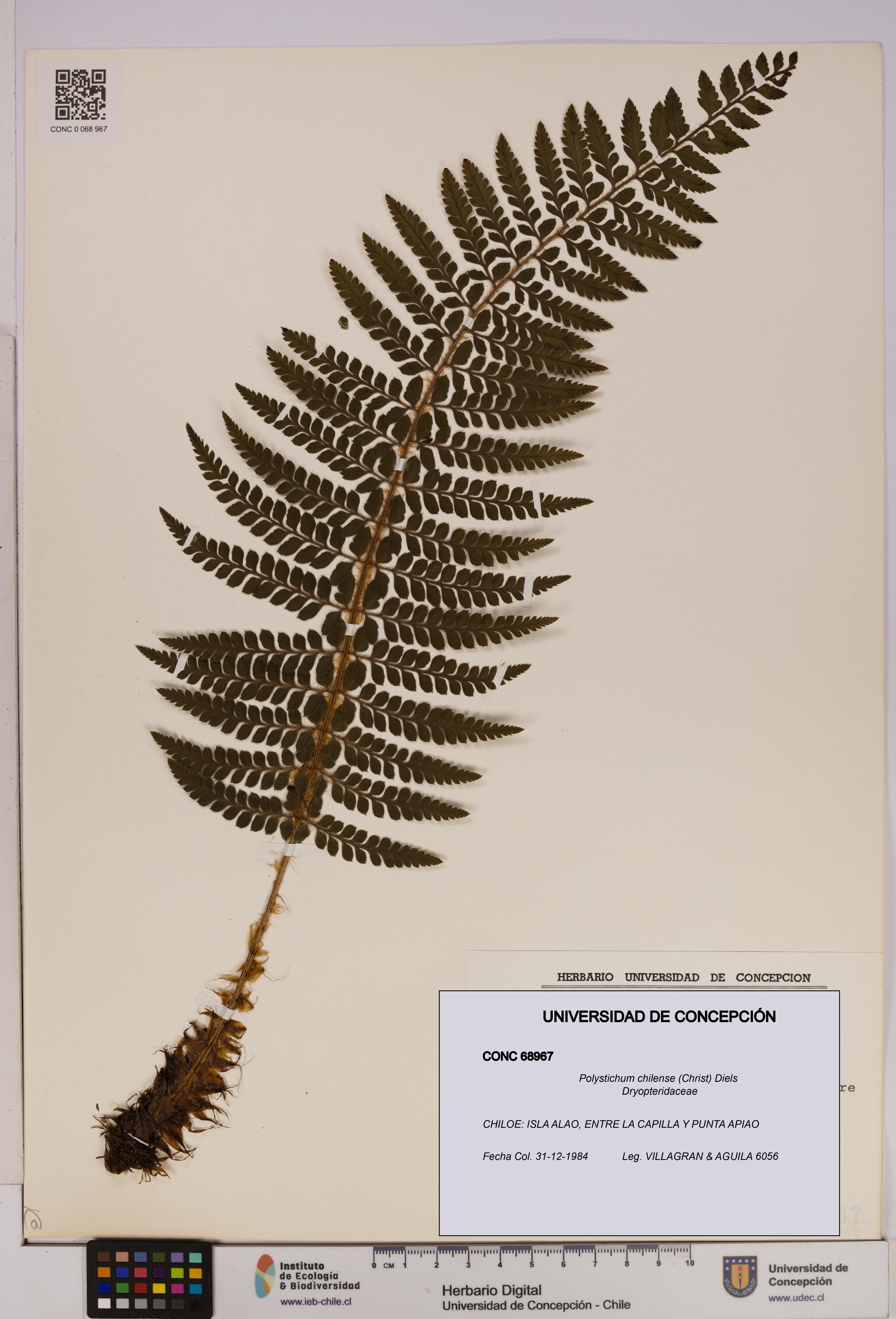 Polystichum chilense [Espécimen: UDEC:CONC:0068967]
