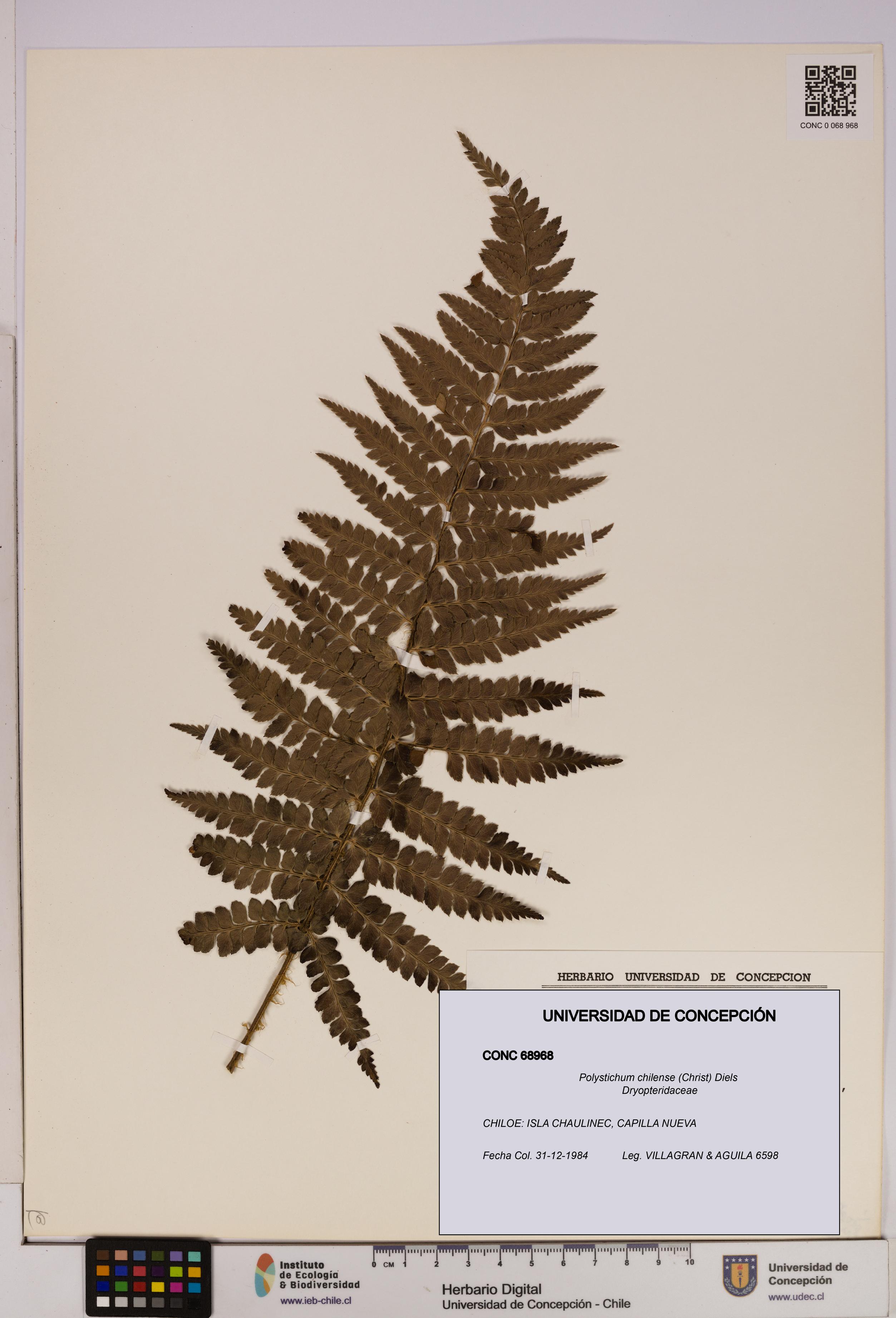 Polystichum chilense [Espécimen: UDEC:CONC:0068968]