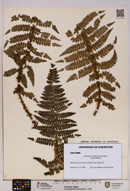 Polystichum chilense [Espécimen: UDEC:CONC:0068969]