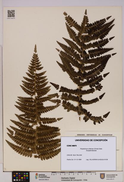 Polystichum chilense [Espécimen: UDEC:CONC:0068970]