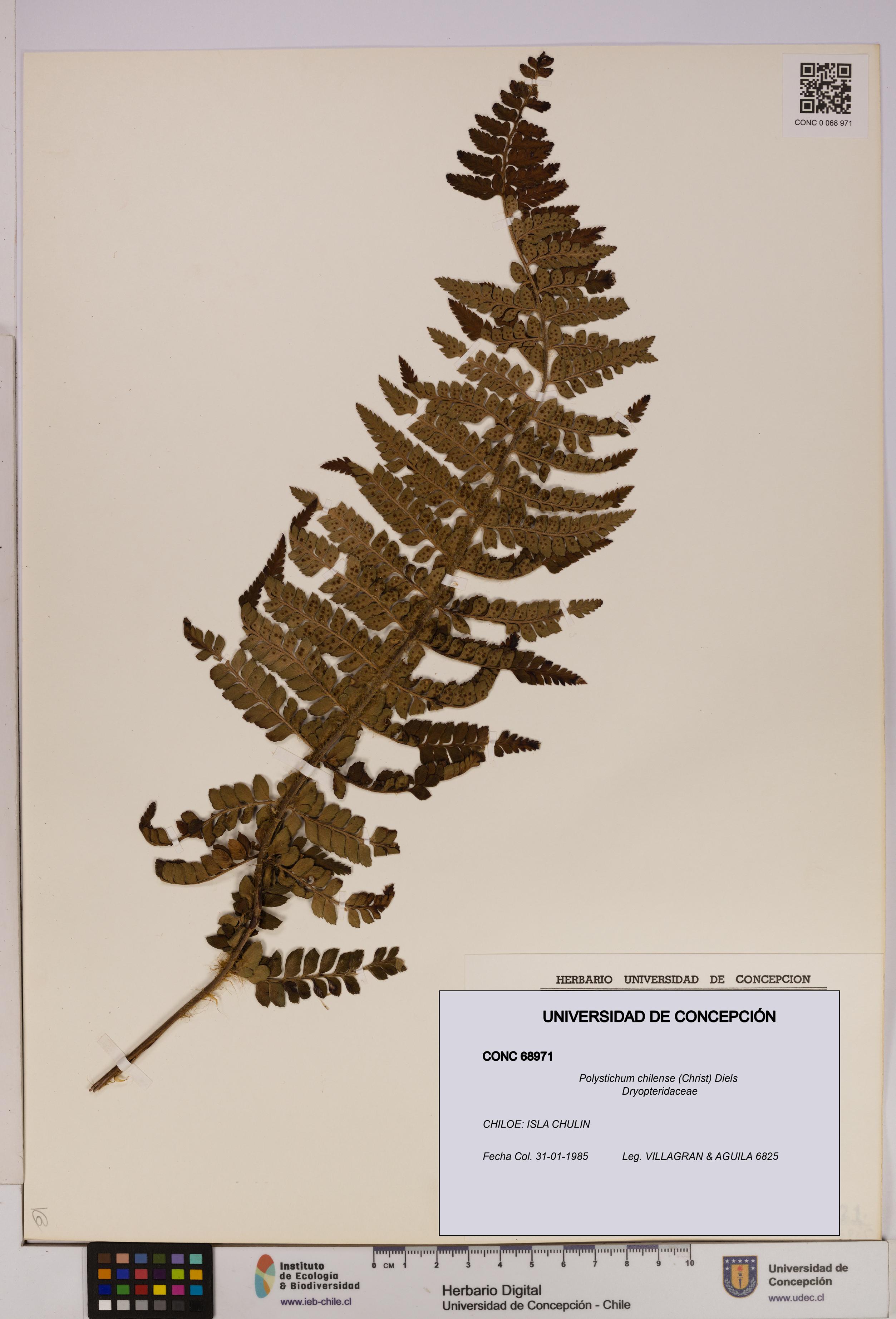 Polystichum chilense [Espécimen: UDEC:CONC:0068971]
