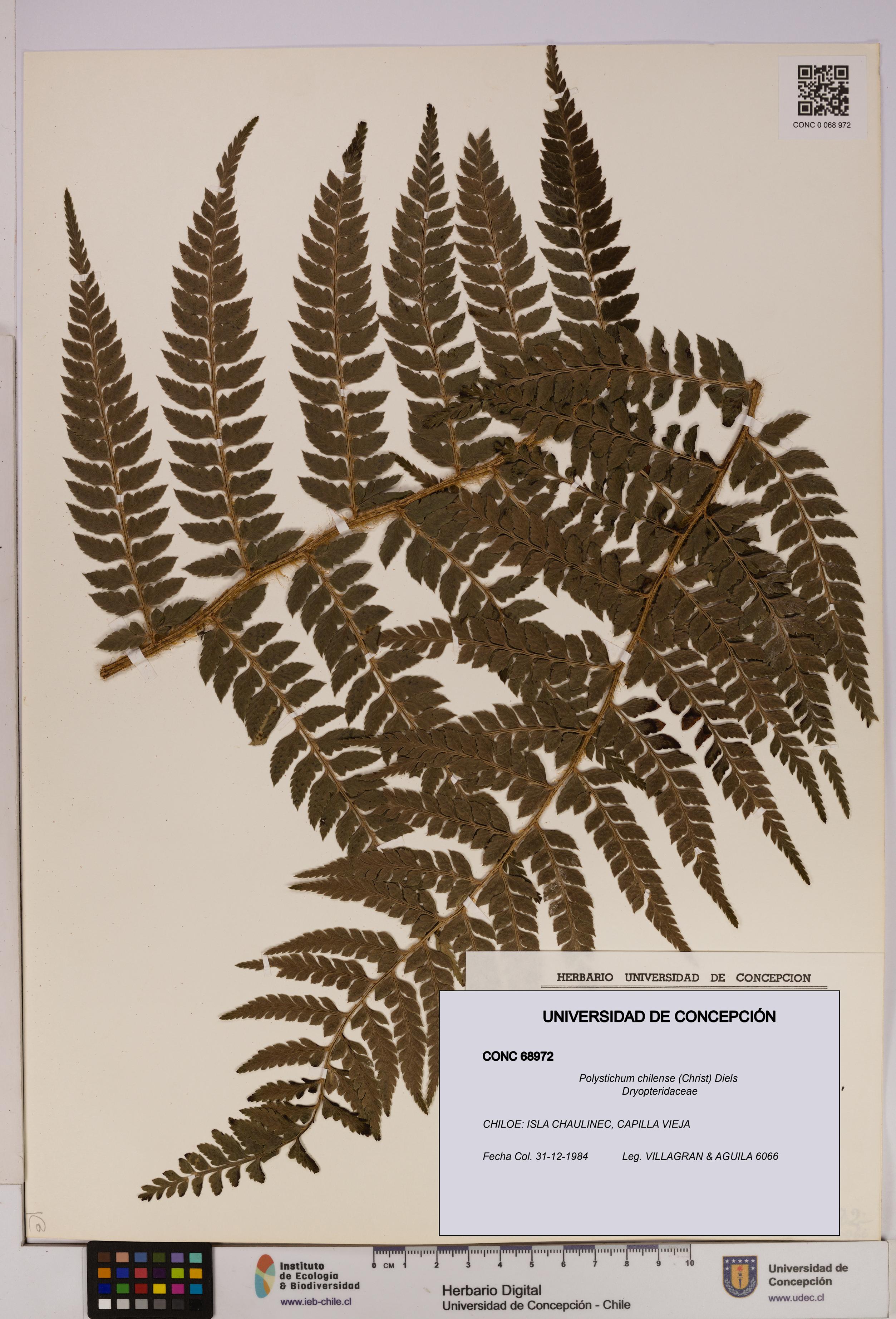 Polystichum chilense [Espécimen: UDEC:CONC:0068972]