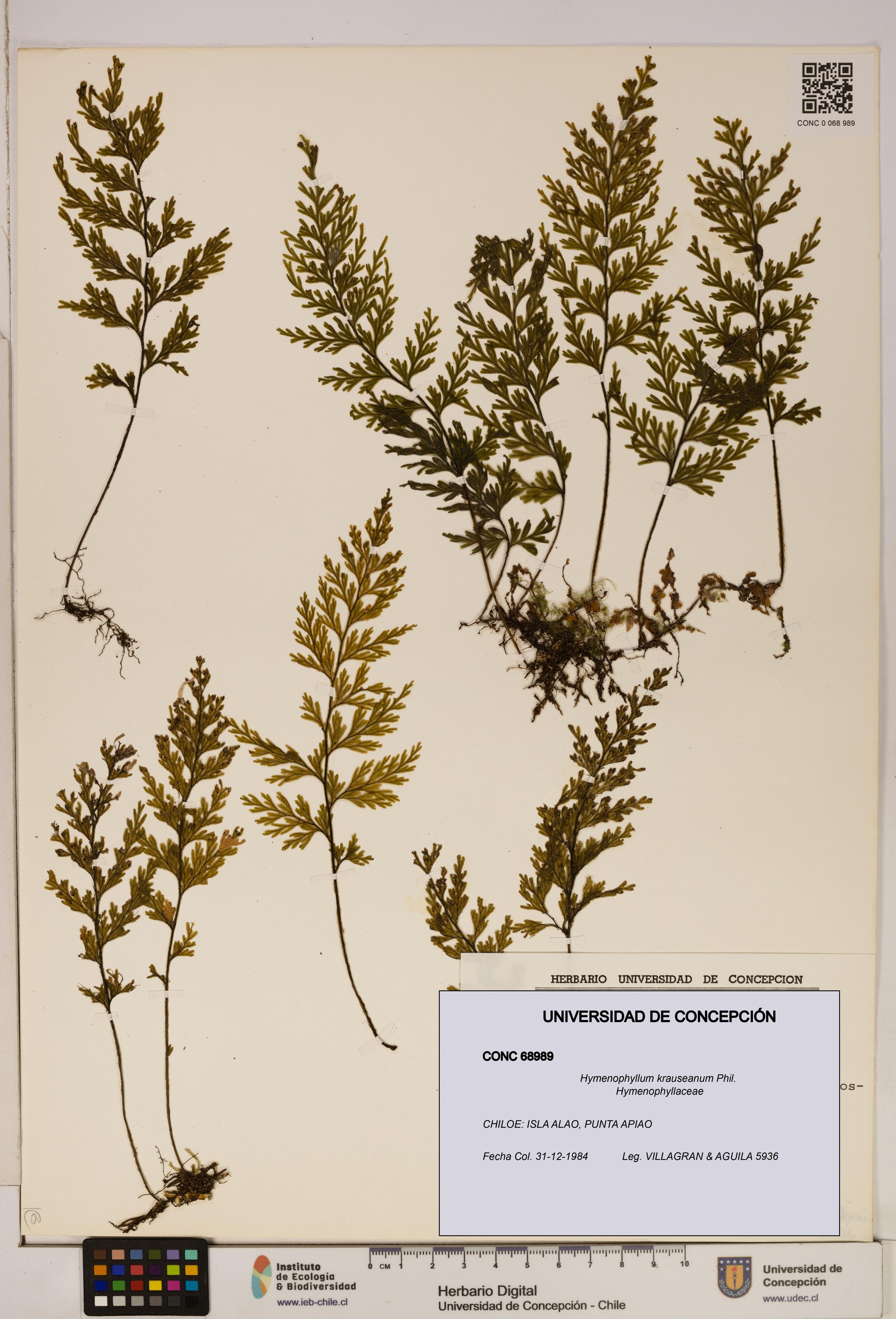 Hymenophyllum krauseanum [Espécimen: ]
