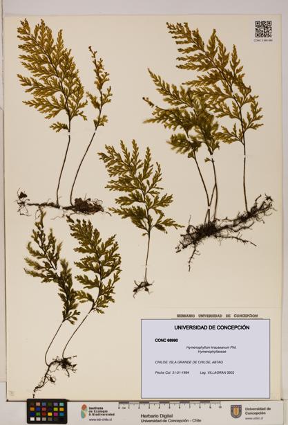 Hymenophyllum krauseanum [Espécimen: ]