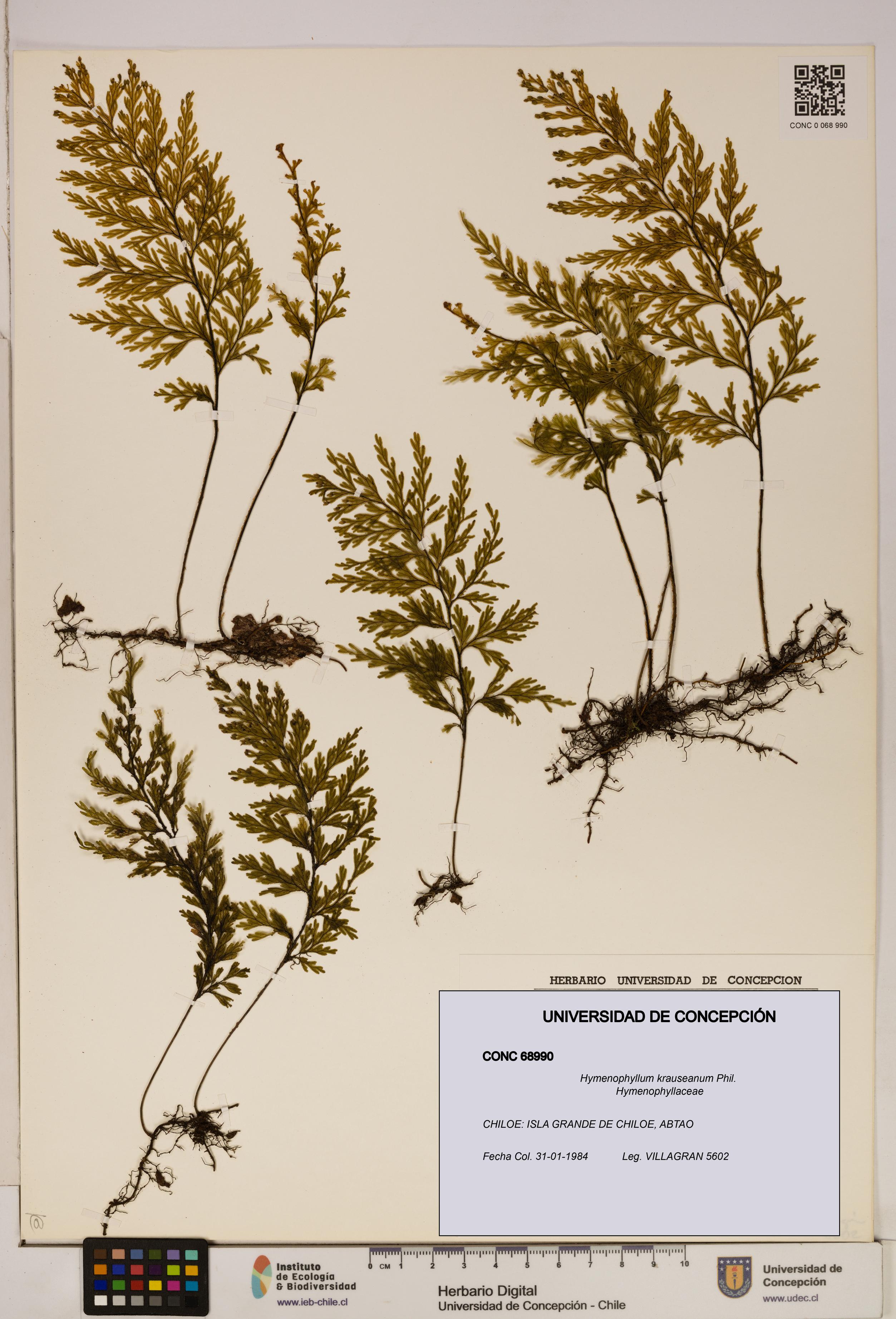 Hymenophyllum krauseanum [Espécimen: ]