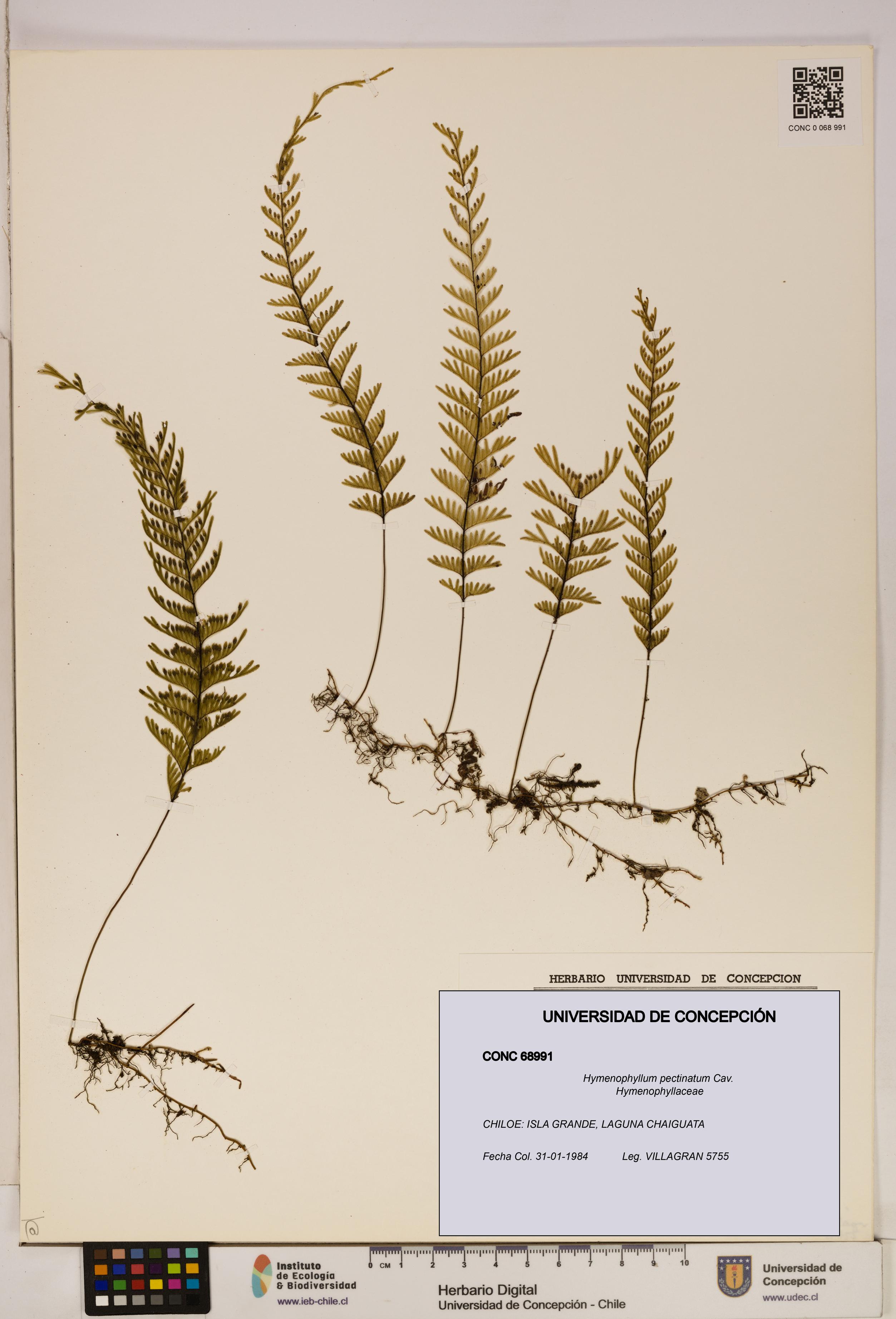 Hymenophyllum pectinatum [Espécimen: ]