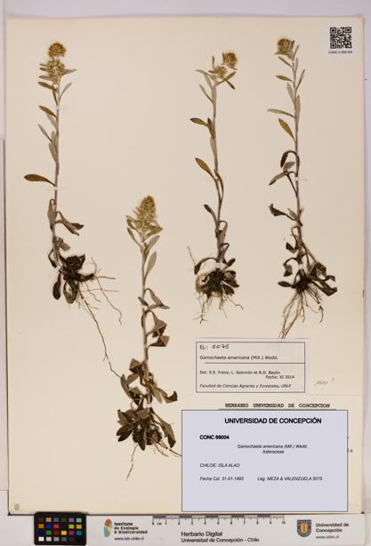 Gamochaeta americana [Espécimen: UDEC:CONC:0069004]