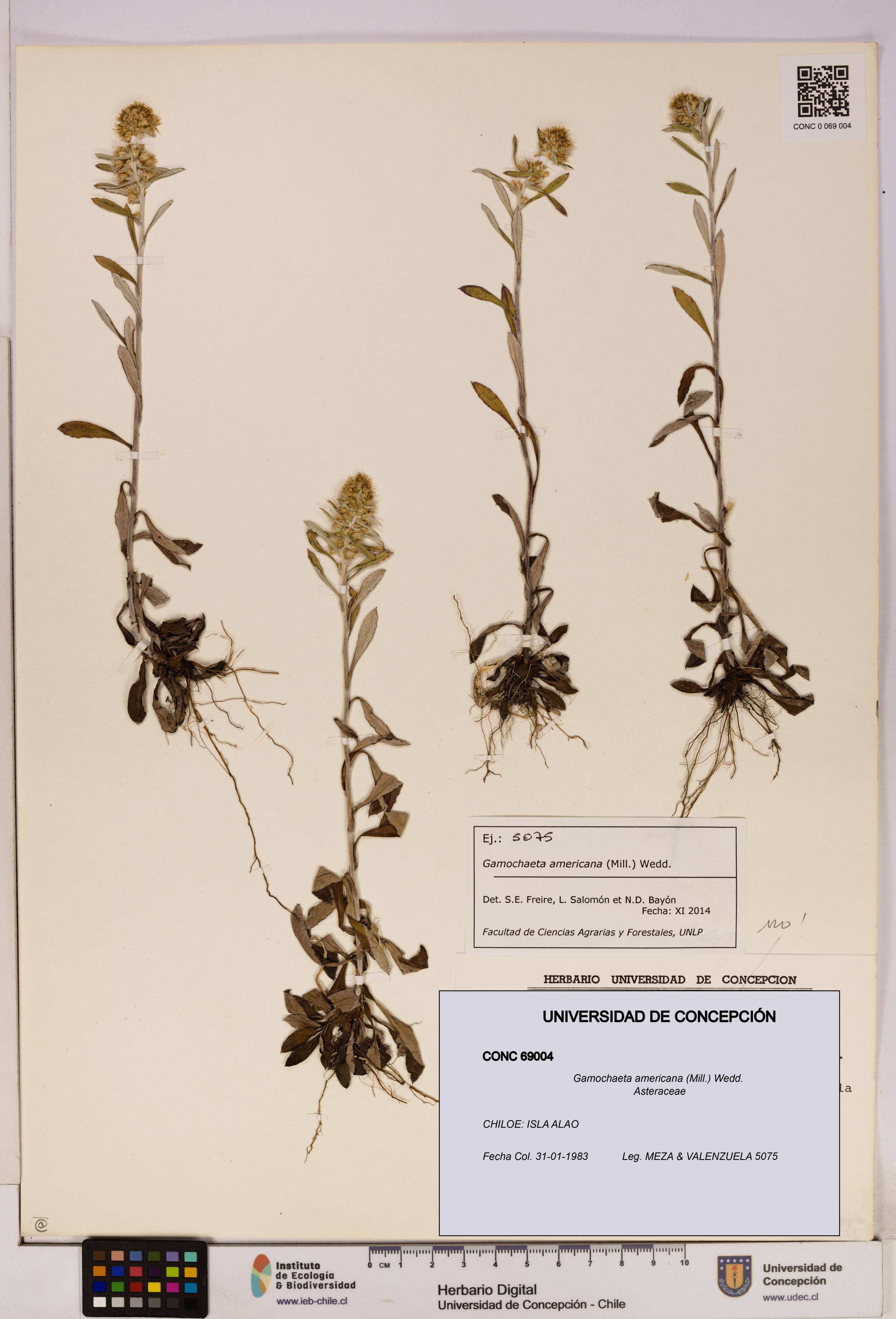 Gamochaeta americana [Espécimen: UDEC:CONC:0069004]