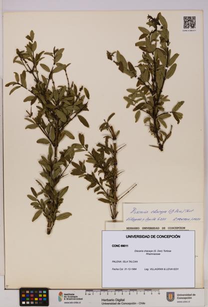 Discaria chacaye [Espécimen: UDEC:CONC:0069011]