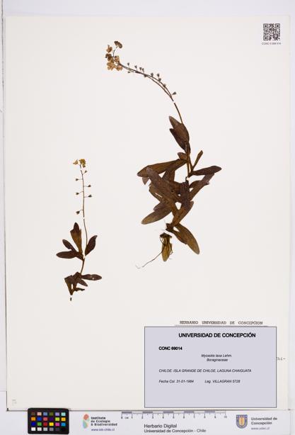 Myosotis laxa [Espécimen: ]
