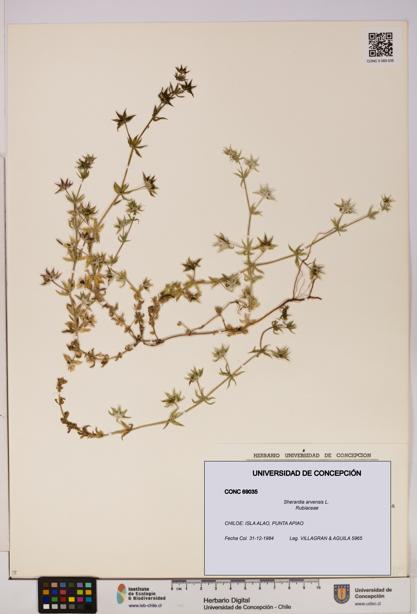 Sherardia arvensis [Espécimen: UDEC:CONC:0069035]