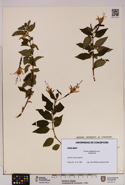 Fuchsia magellanica [Espécimen: UDEC:CONC:0069037]