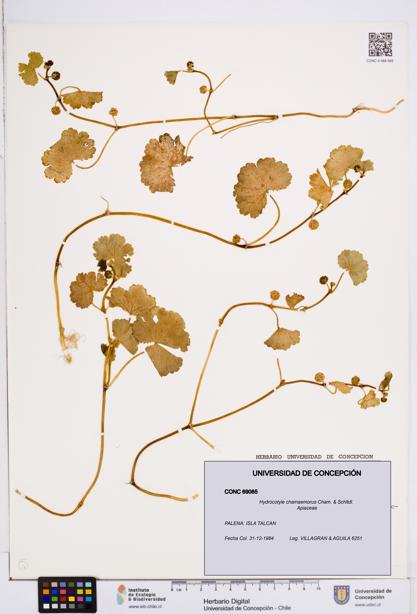 Hydrocotyle chamaemorus [Espécimen: ]