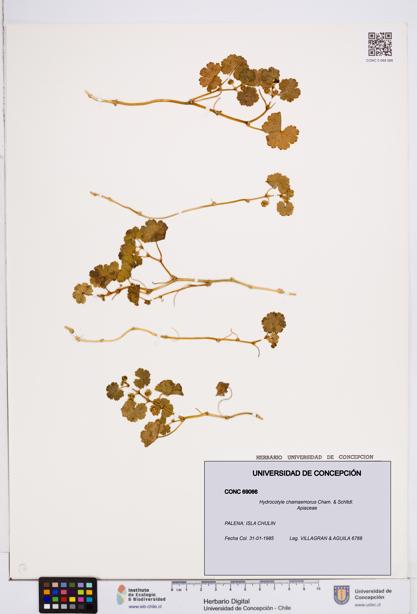 Hydrocotyle chamaemorus [Espécimen: ]