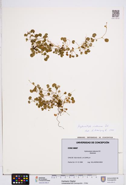 Hydrocotyle indecora [Espécimen: ]