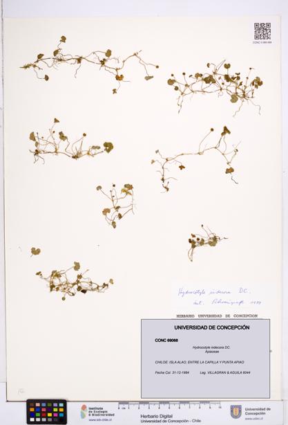 Hydrocotyle indecora [Espécimen: ]