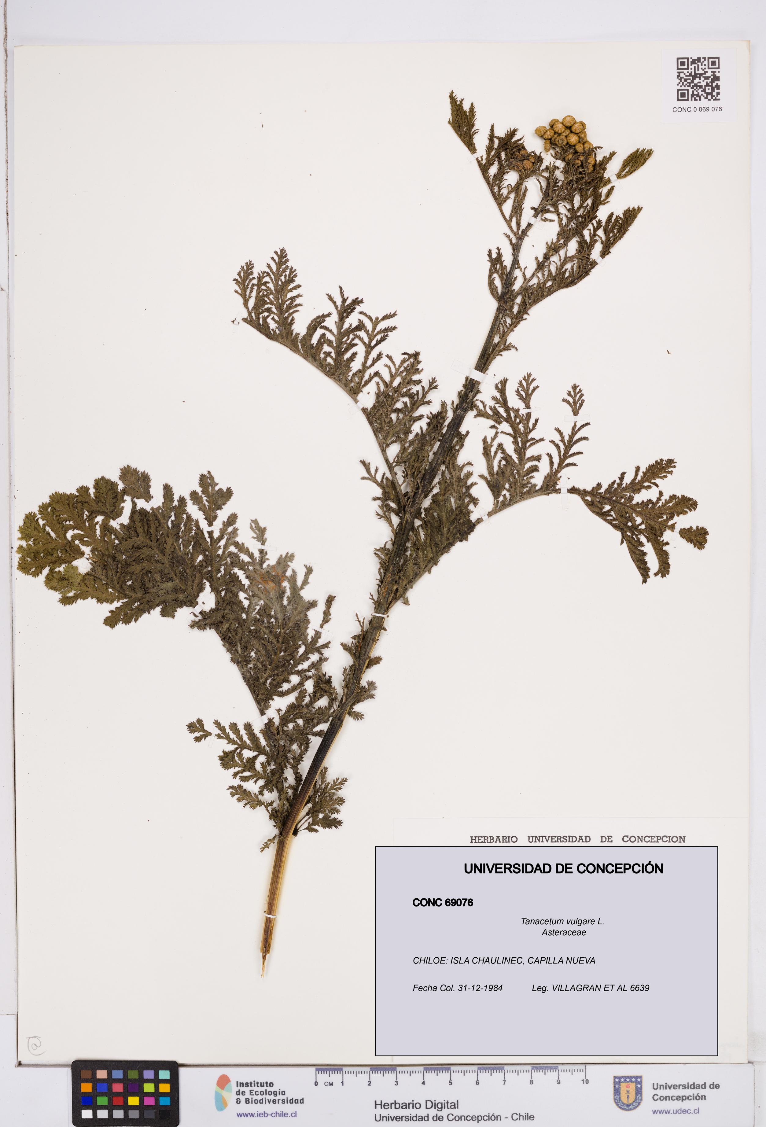 Tanacetum vulgare [Espécimen: ]