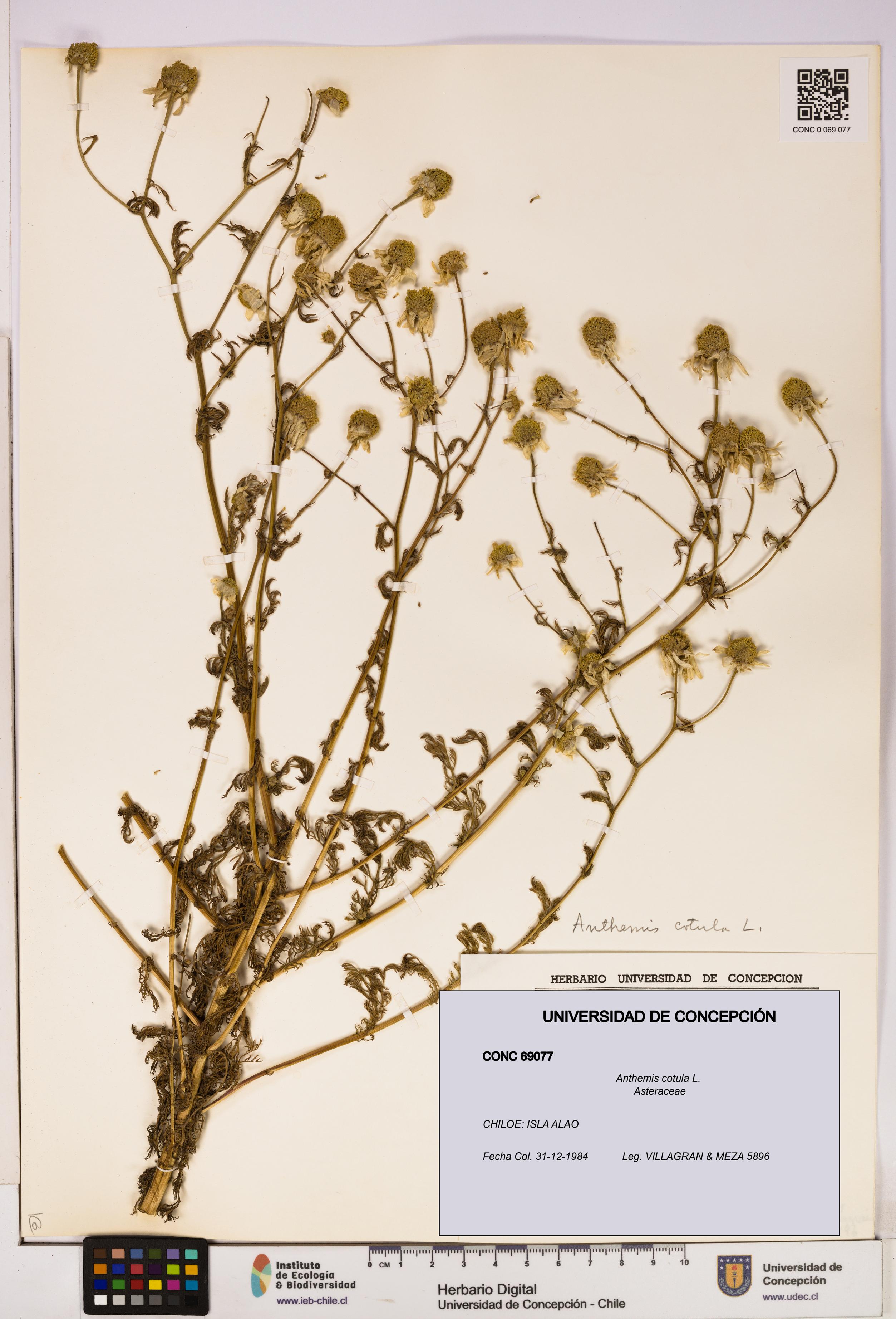 Anthemis cotula [Espécimen: UDEC:CONC:0069077]