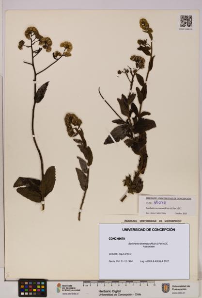 Baccharis racemosa [Espécimen: UDEC:CONC:0069078]
