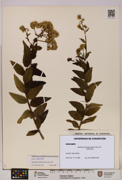 Baccharis racemosa [Espécimen: UDEC:CONC:0069079]
