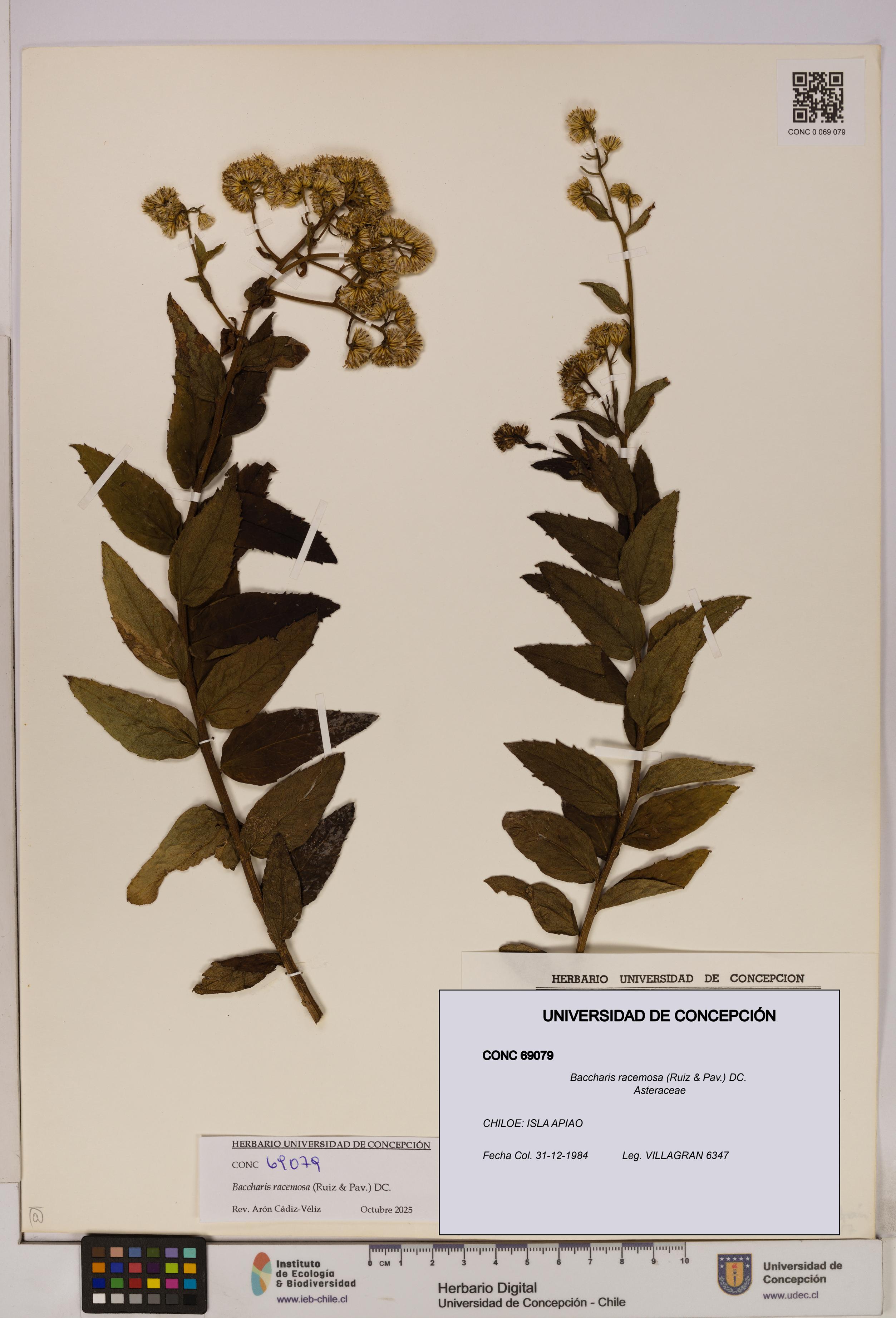 Baccharis racemosa [Espécimen: UDEC:CONC:0069079]