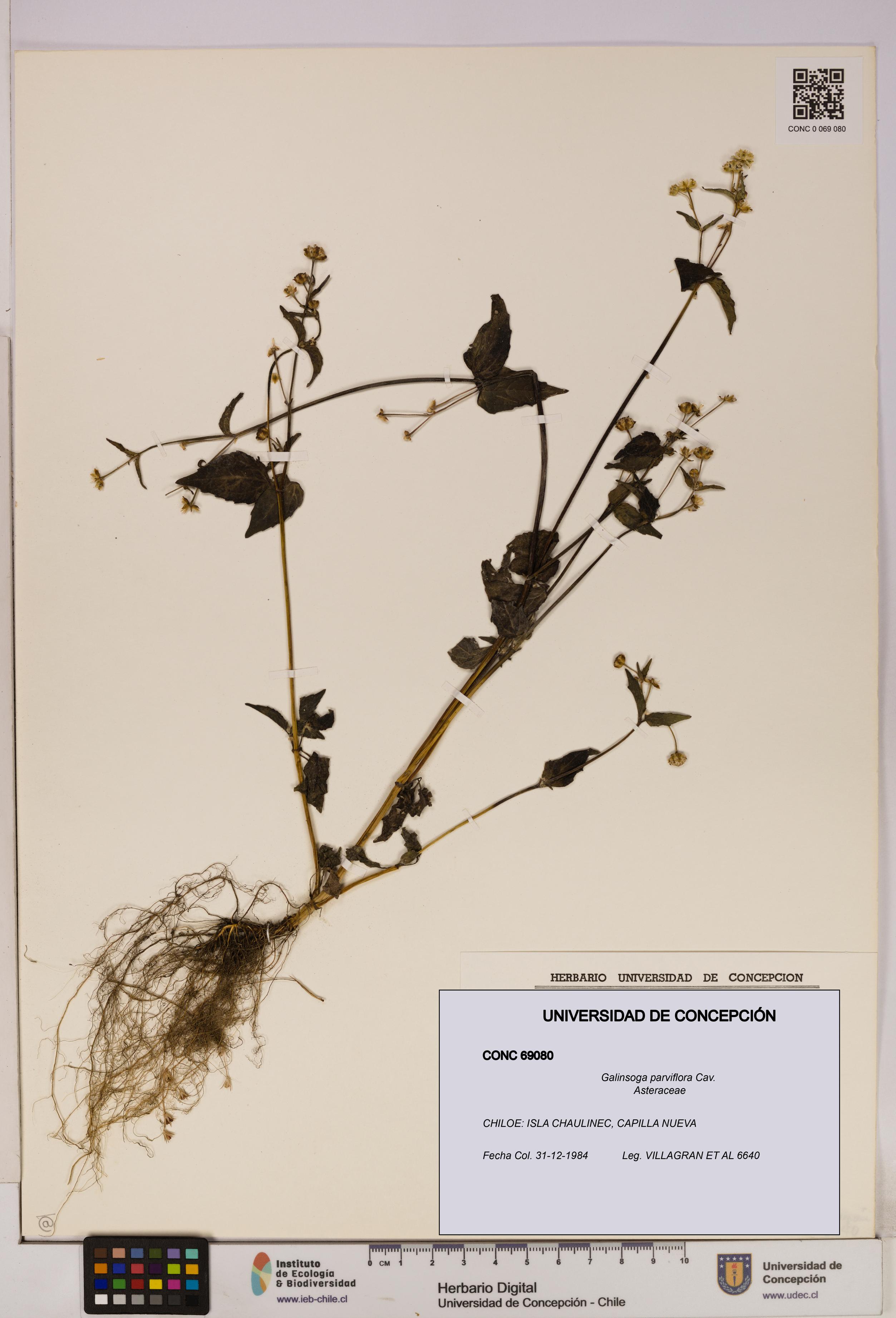 Galinsoga parviflora [Espécimen: UDEC:CONC:0069080]