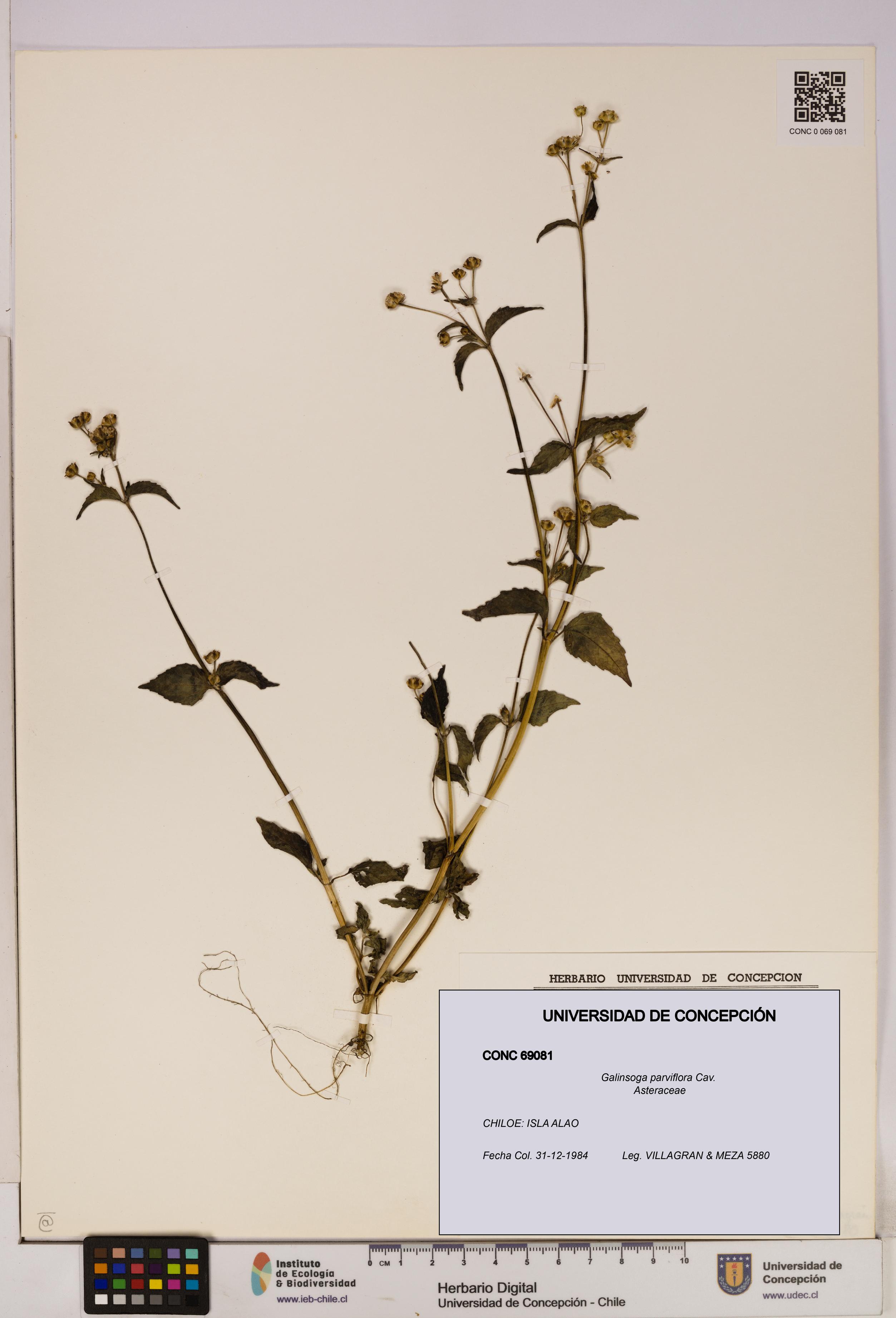 Galinsoga parviflora [Espécimen: UDEC:CONC:0069081]