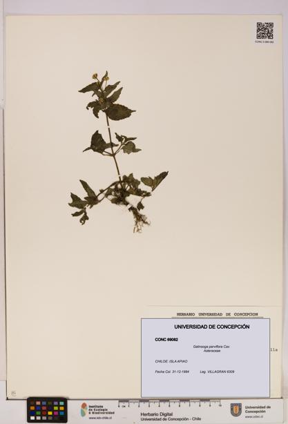 Galinsoga parviflora [Espécimen: UDEC:CONC:0069082]