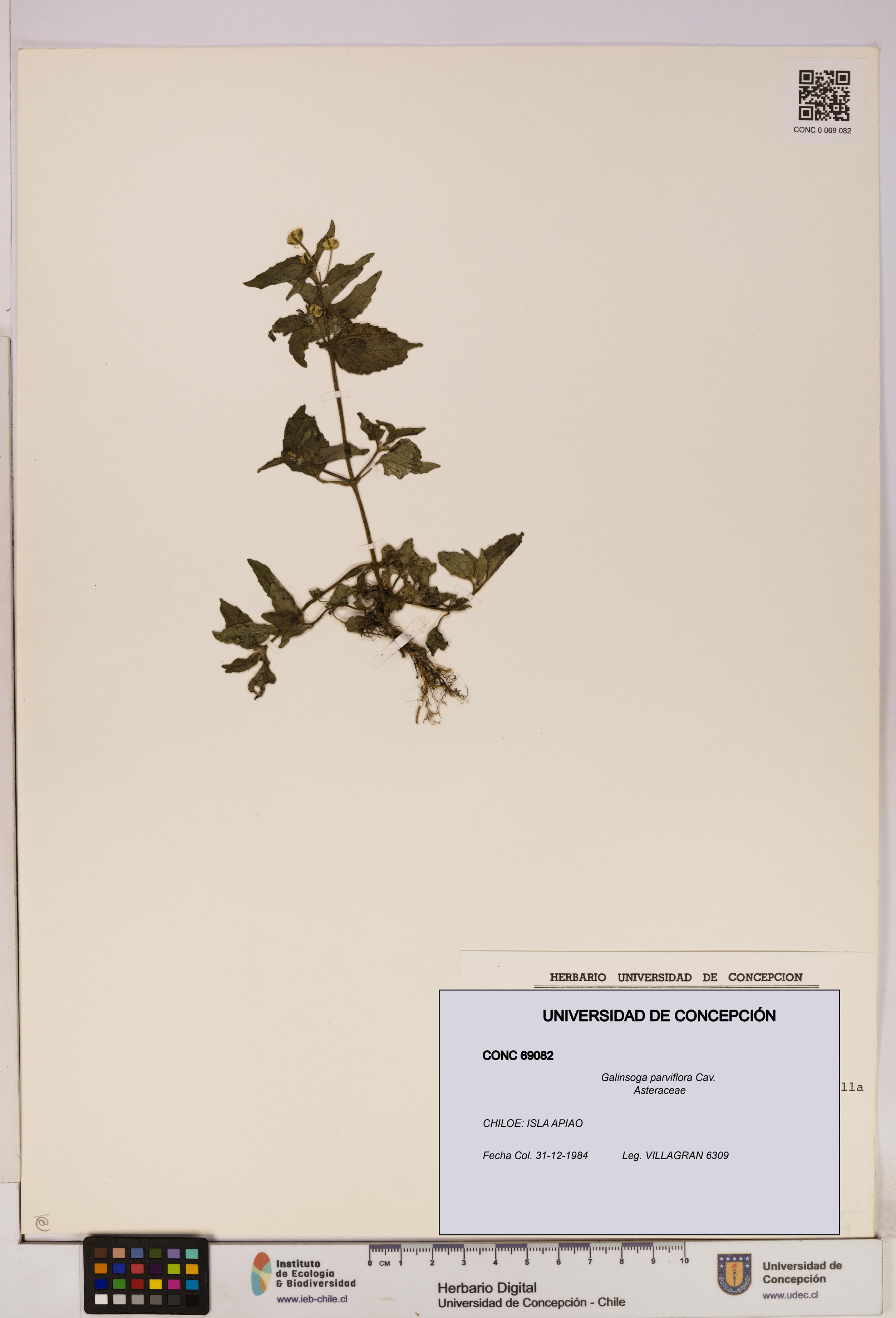 Galinsoga parviflora [Espécimen: UDEC:CONC:0069082]