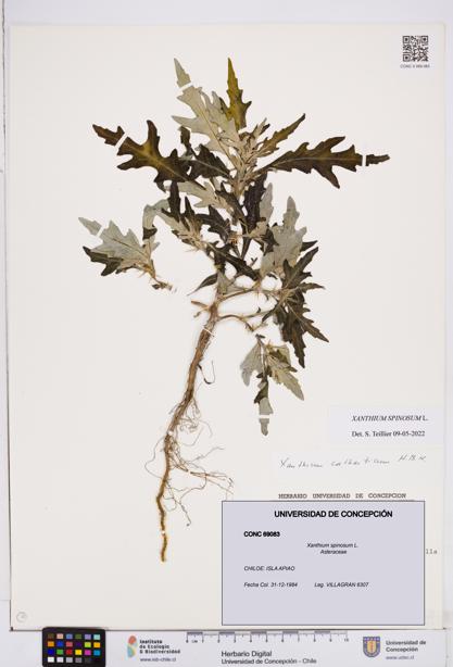 Xanthium spinosum [Espécimen: ]