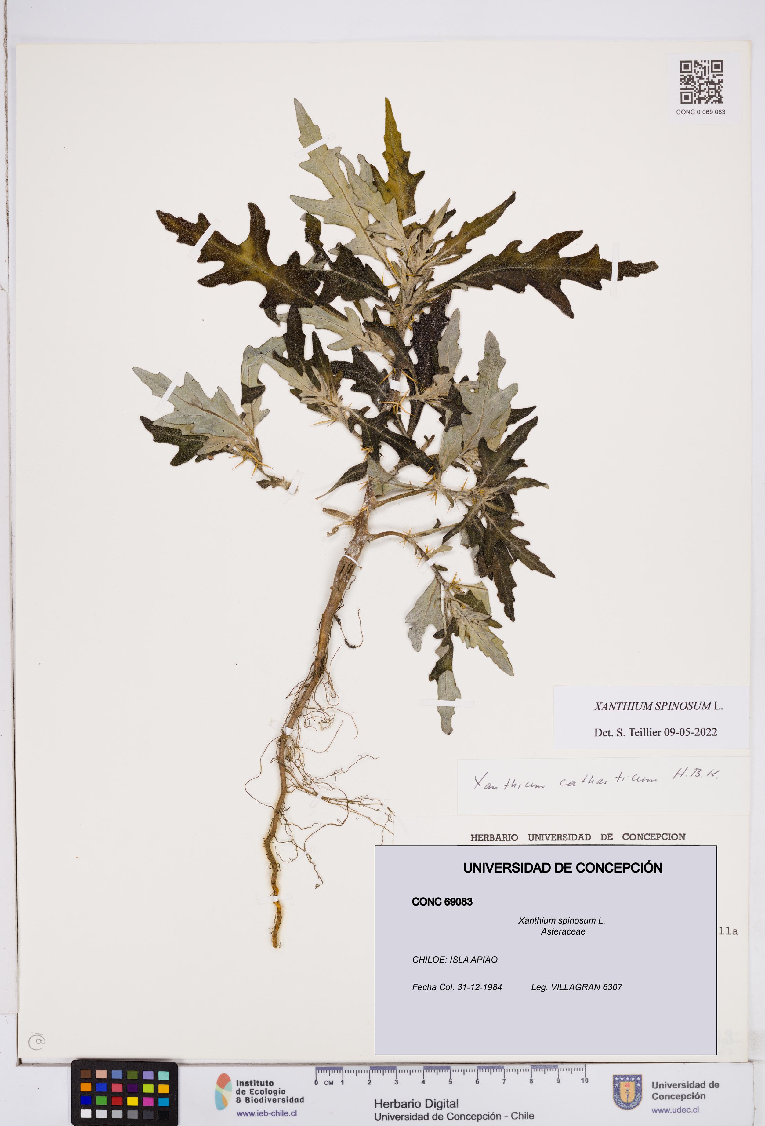 Xanthium spinosum [Espécimen: ]