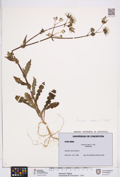 Sonchus asper [Espécimen: ]