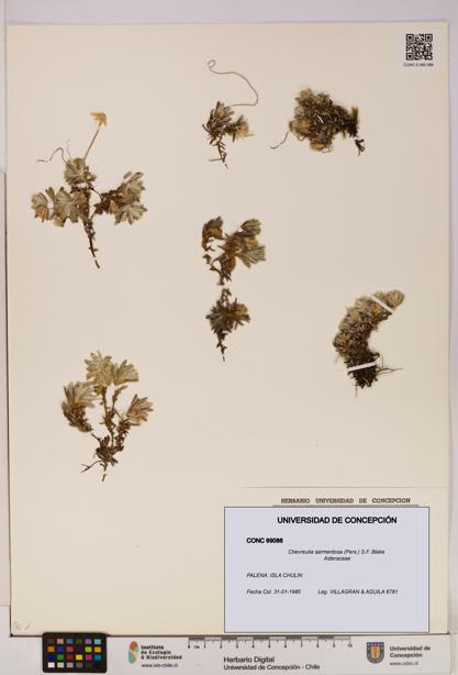 Chevreulia sarmentosa [Espécimen: UDEC:CONC:0069086]