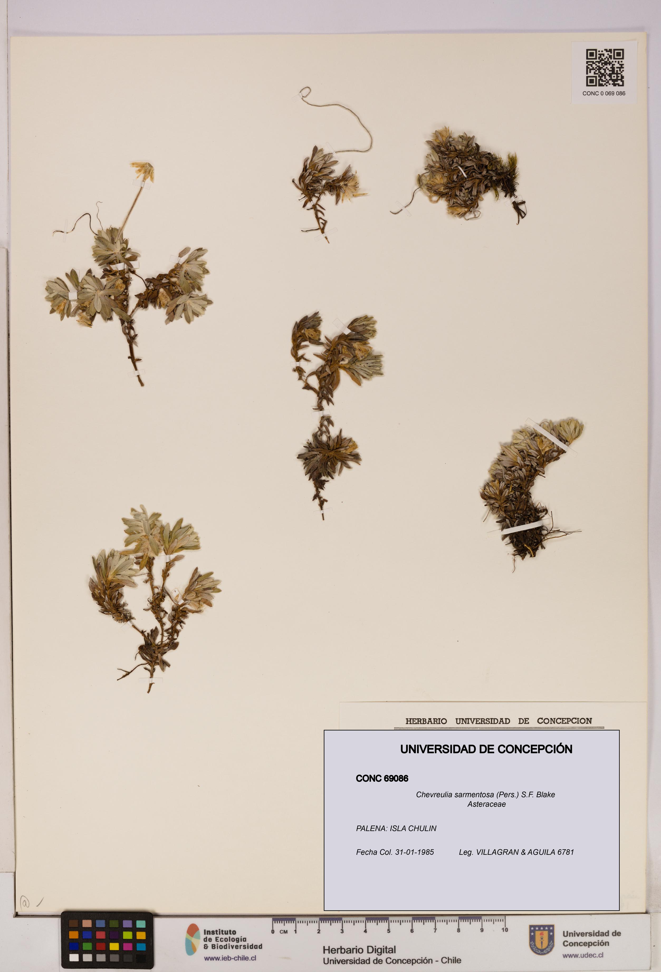 Chevreulia sarmentosa [Espécimen: UDEC:CONC:0069086]